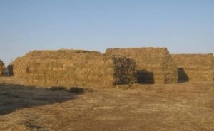Нутгийн 50 хувьд бэлчээрийн ургамлын гарц сайн байна